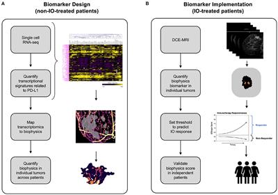 Next generation immuno-oncology tumor profiling using a rapid, non-invasive, computational biophysics biomarker in early-stage breast cancer